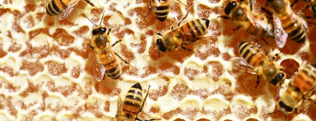 Le coffret miel raconte les abeilles